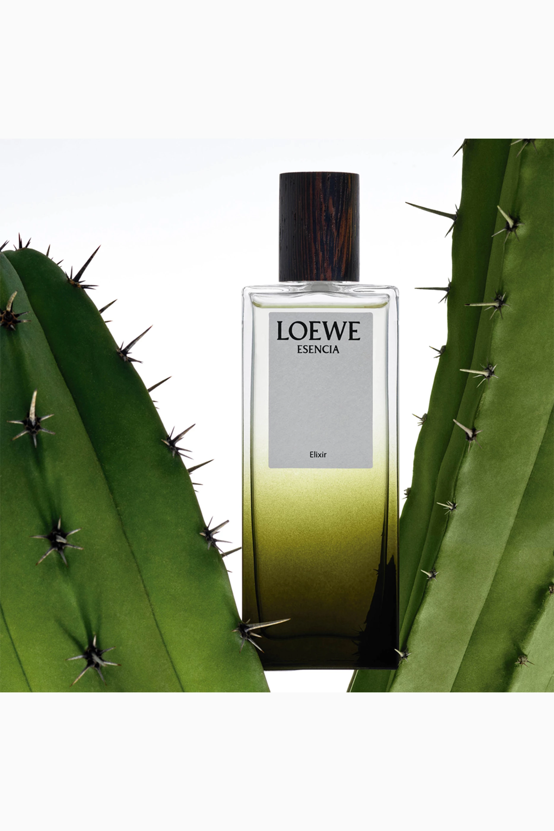 Buy LOEWE PERFUMES Esencia Elixir Eau de Parfum, 100ml for Men